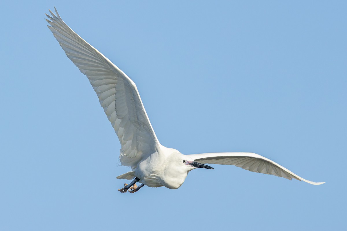 Little Egret - ML636393287