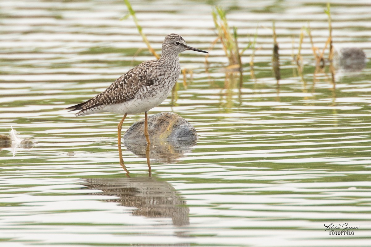 Lesser Yellowlegs - ML636393289