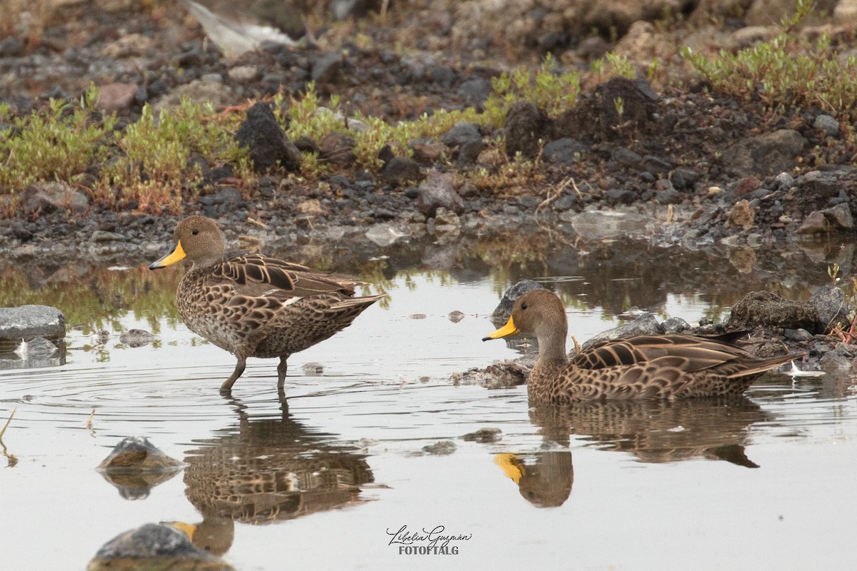Lesser Yellowlegs - ML636393293