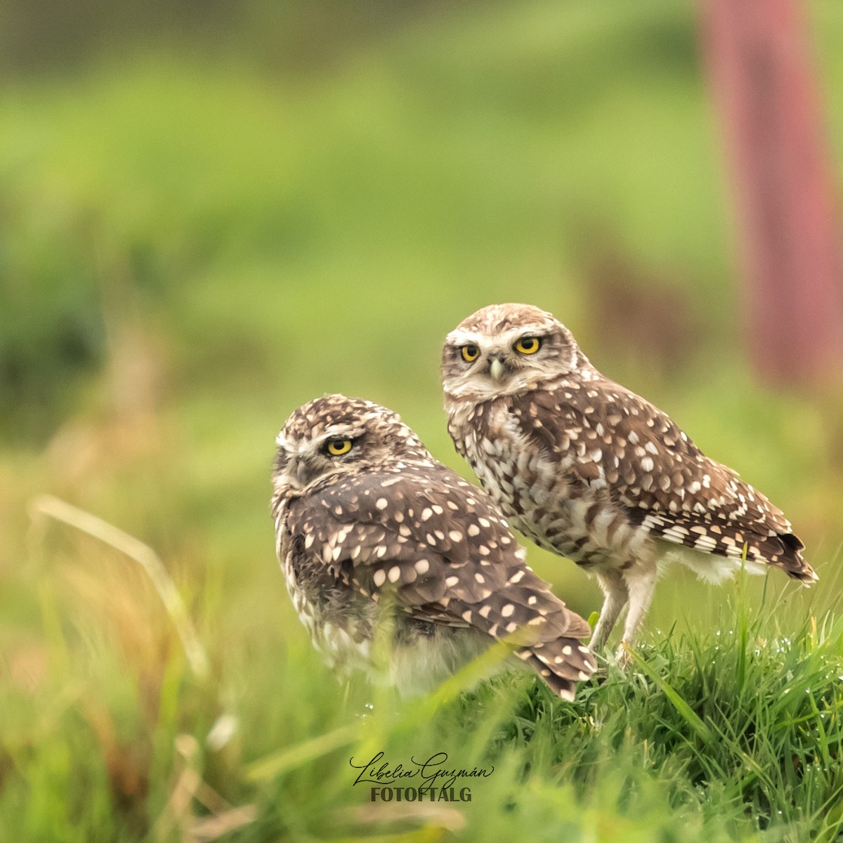 Burrowing Owl (Andean) - ML636393314