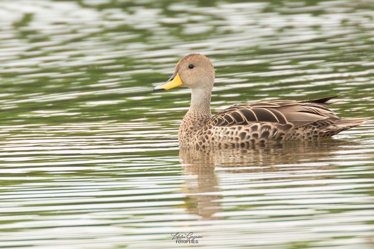 Yellow-billed Pintail (South American) - ML636393338