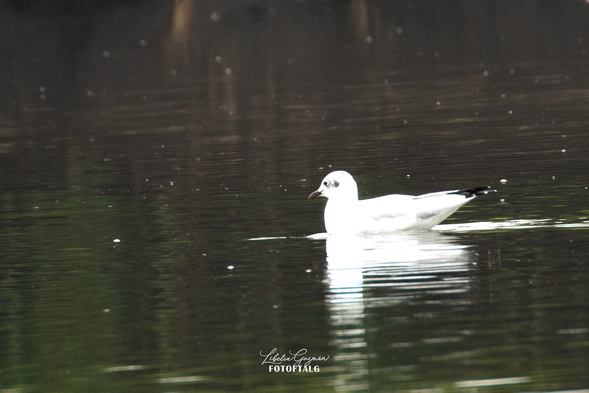 Andean Gull - ML636393360