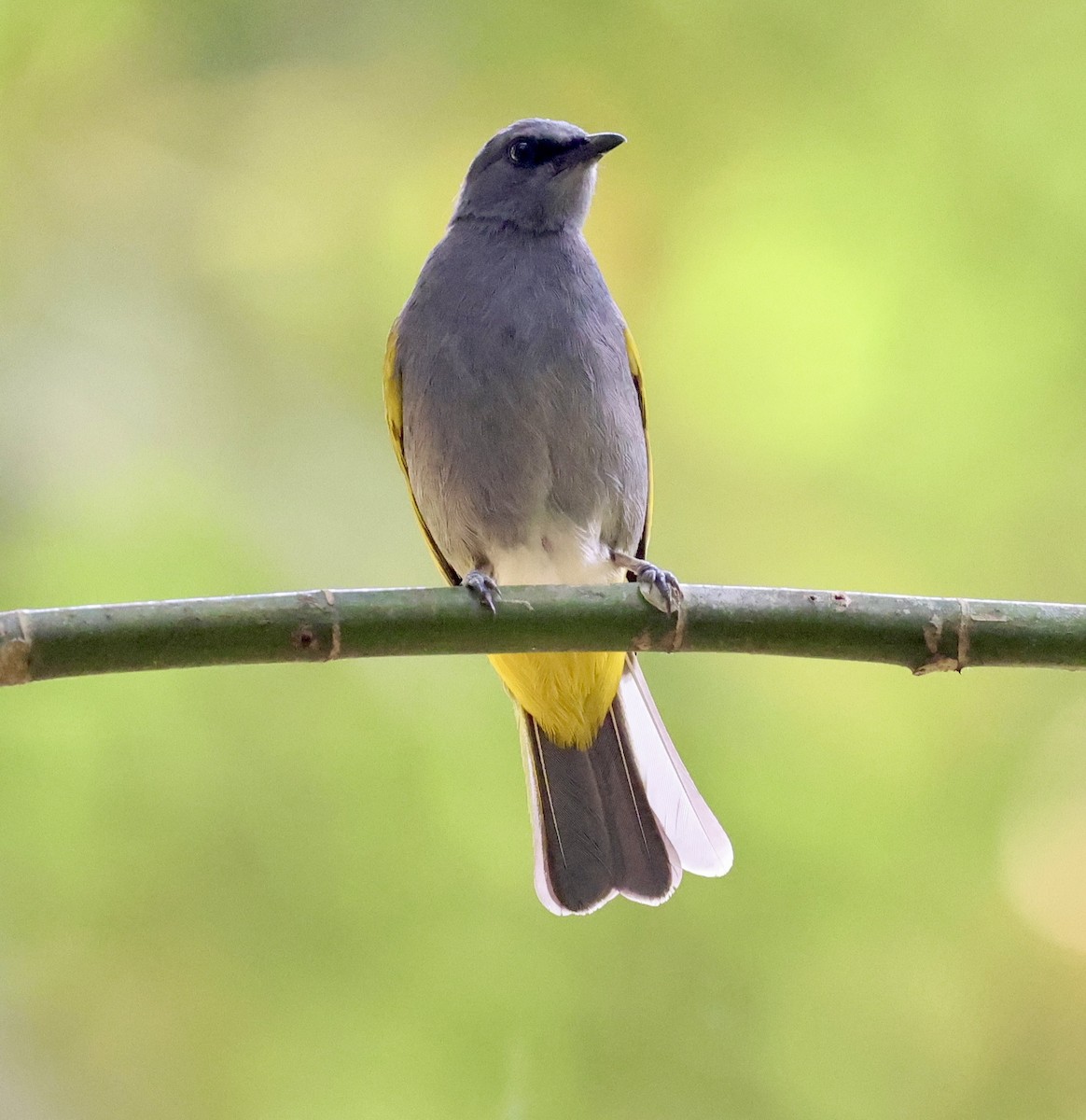 Gray-bellied Bulbul - ML636393367