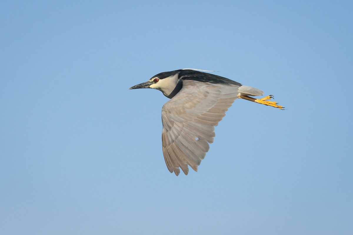 Black-crowned Night Heron - ML636393377
