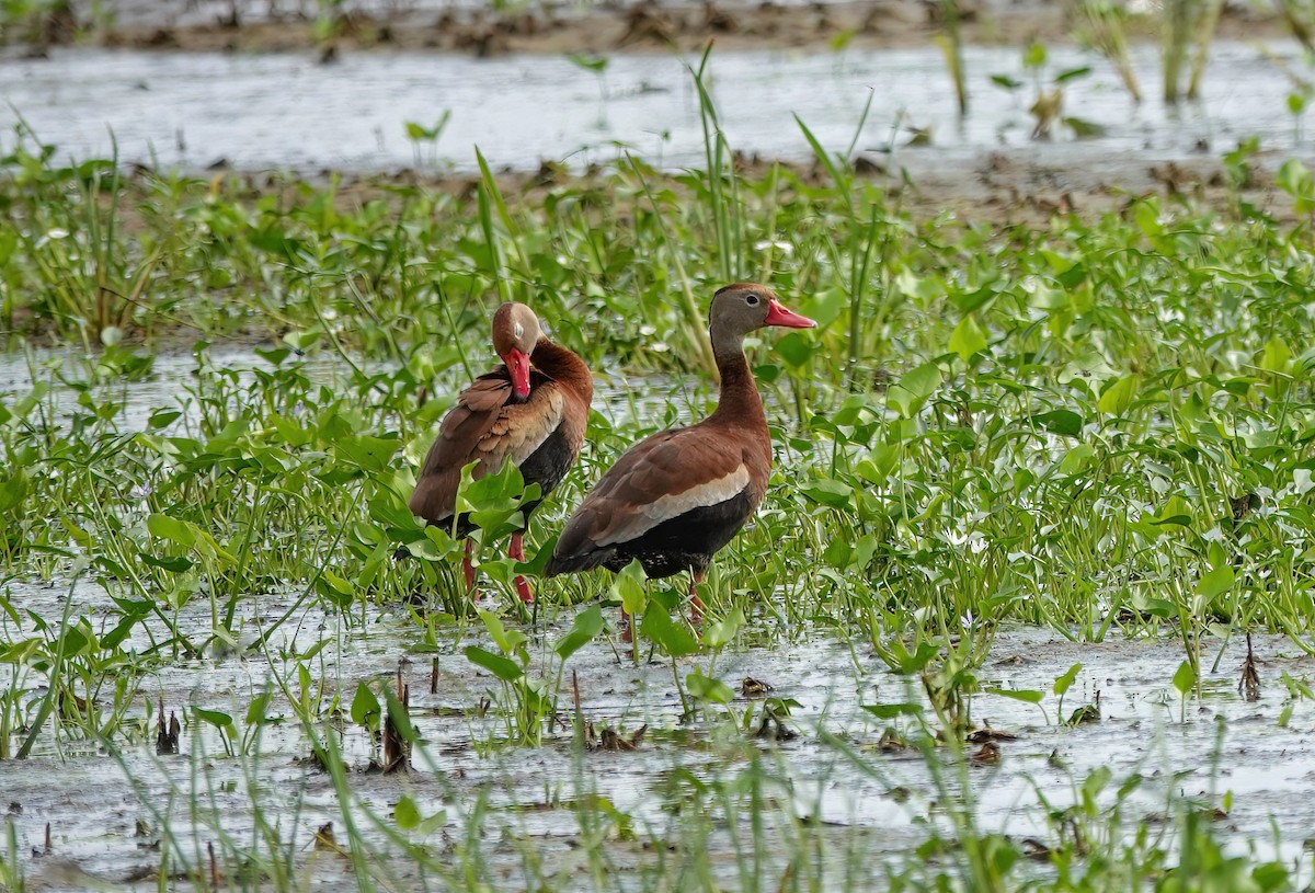Black-bellied Whistling-Duck - ML636393426
