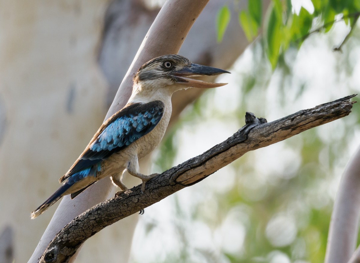 Blue-winged Kookaburra - ML636393447