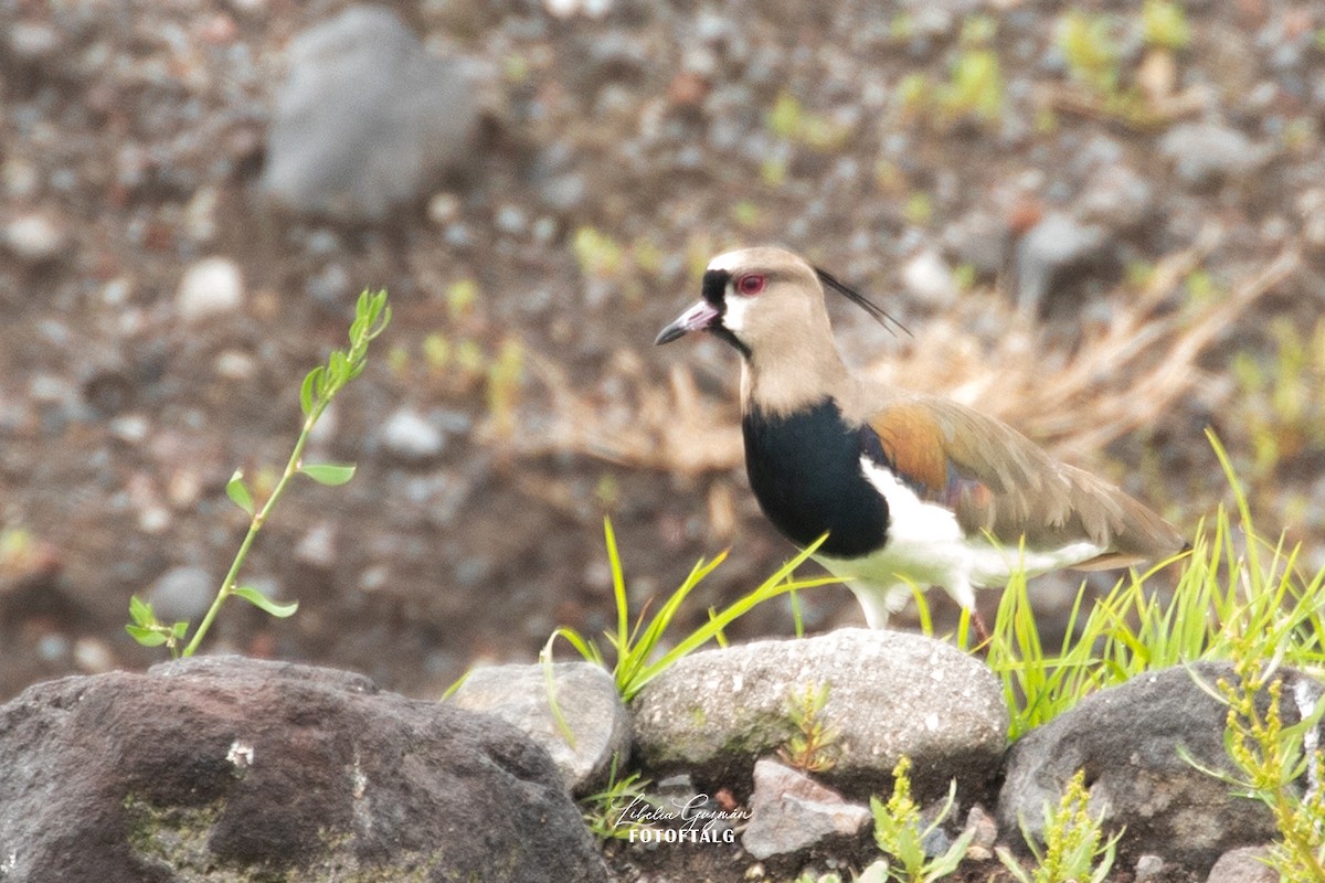 Southern Lapwing - ML636393448