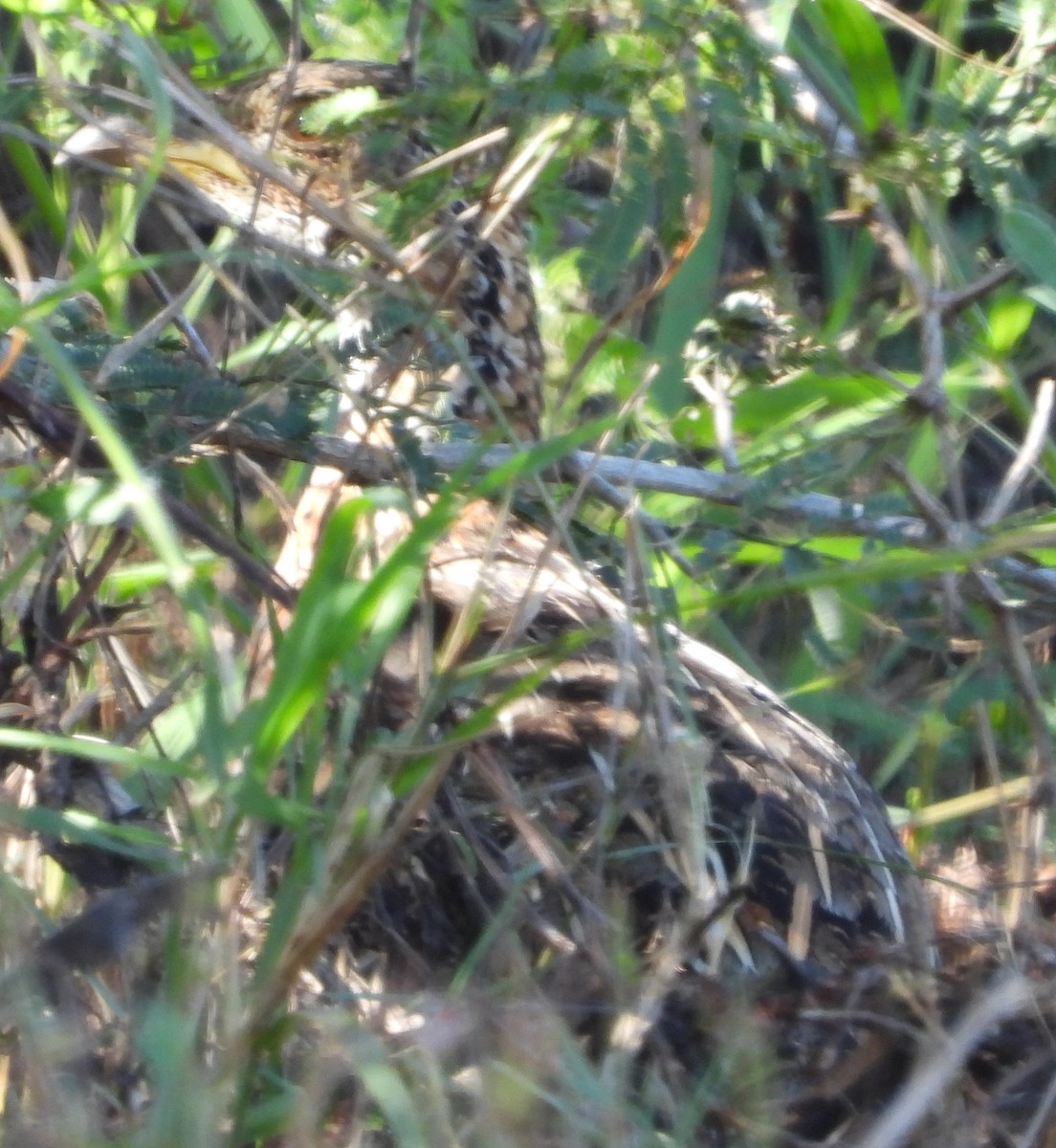 Shelley's Francolin - ML636393469