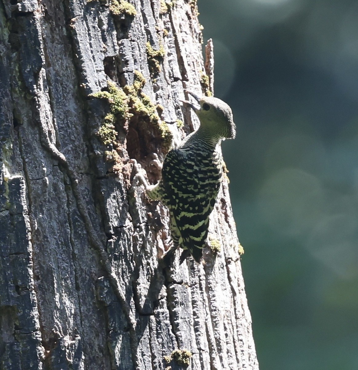 Buff-rumped Woodpecker - ML636393477