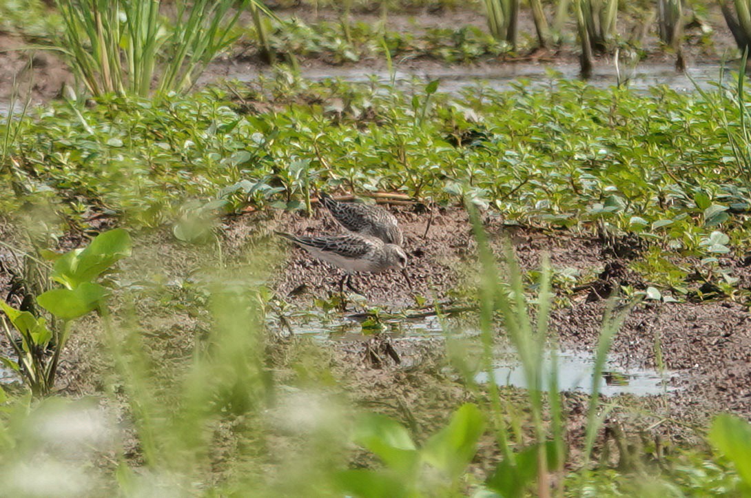 White-rumped Sandpiper - ML636393500