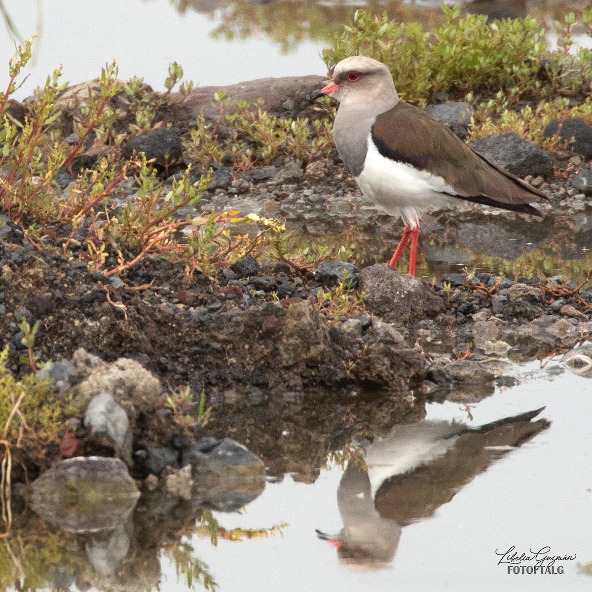 Andean Lapwing - ML636393509