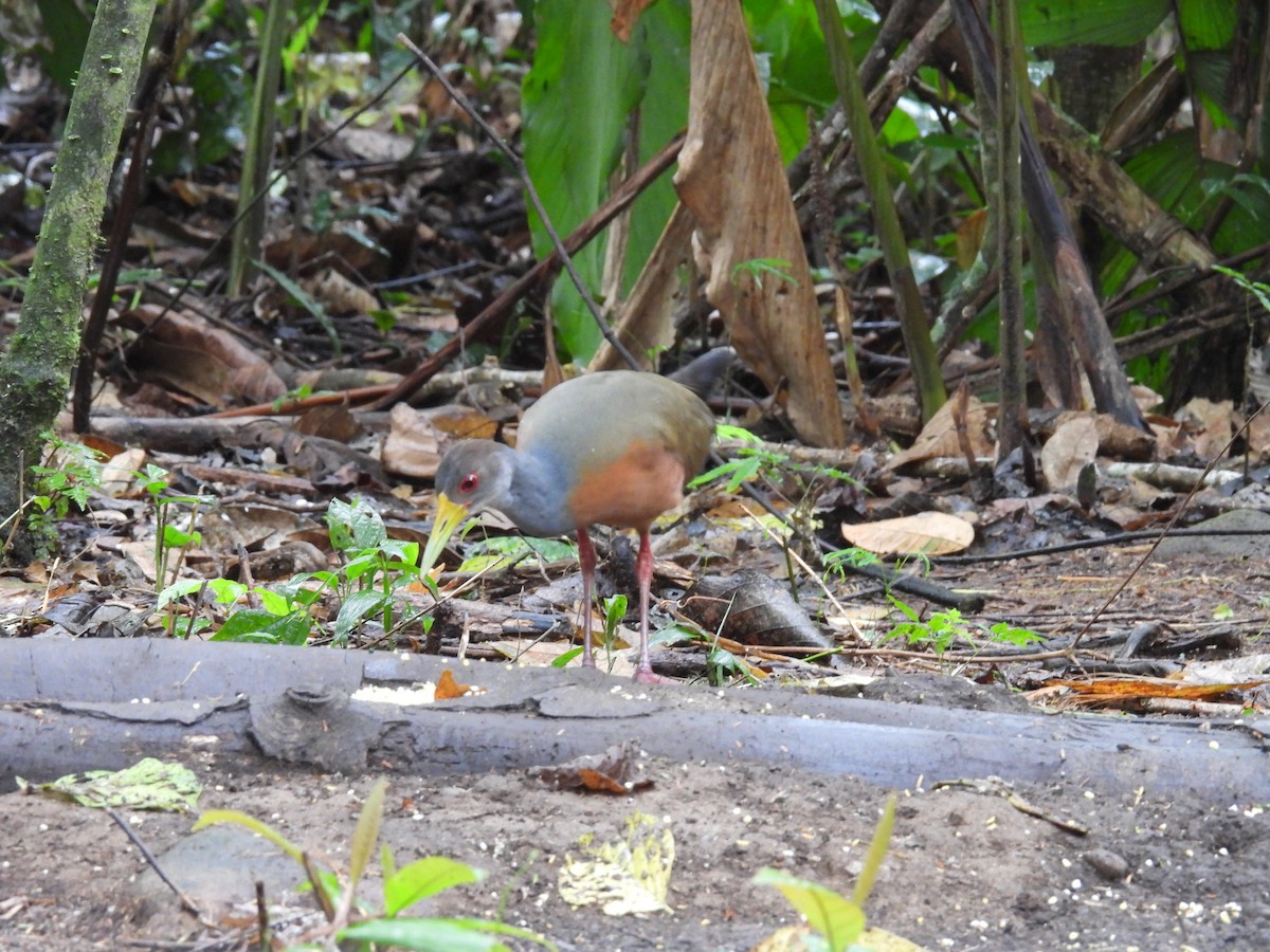 Gray-cowled Wood-Rail - ML636393566