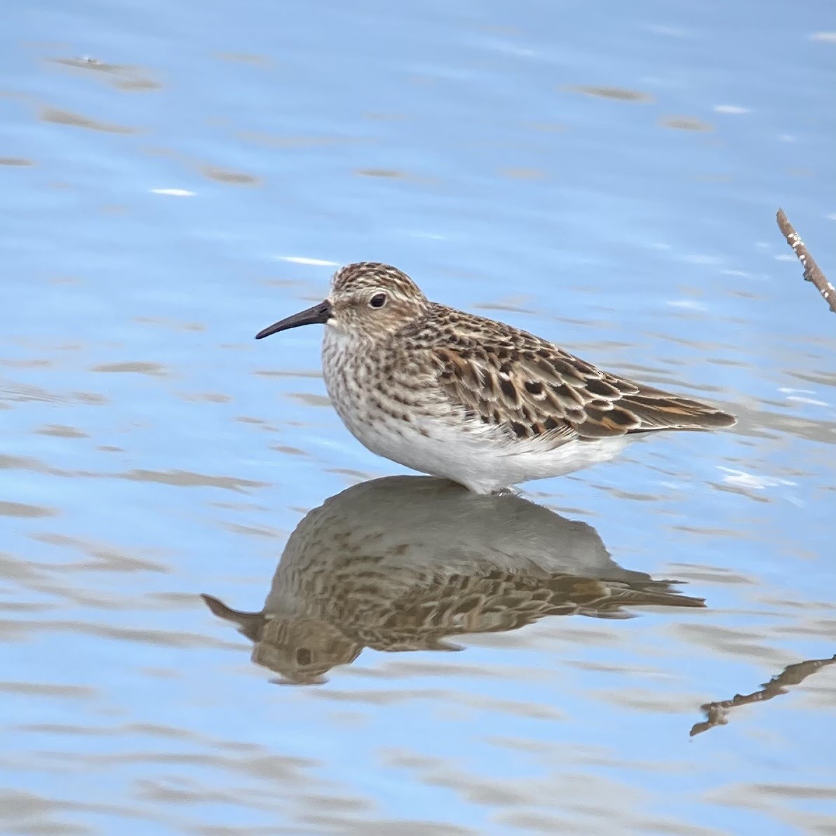 Least Sandpiper - ML636393570