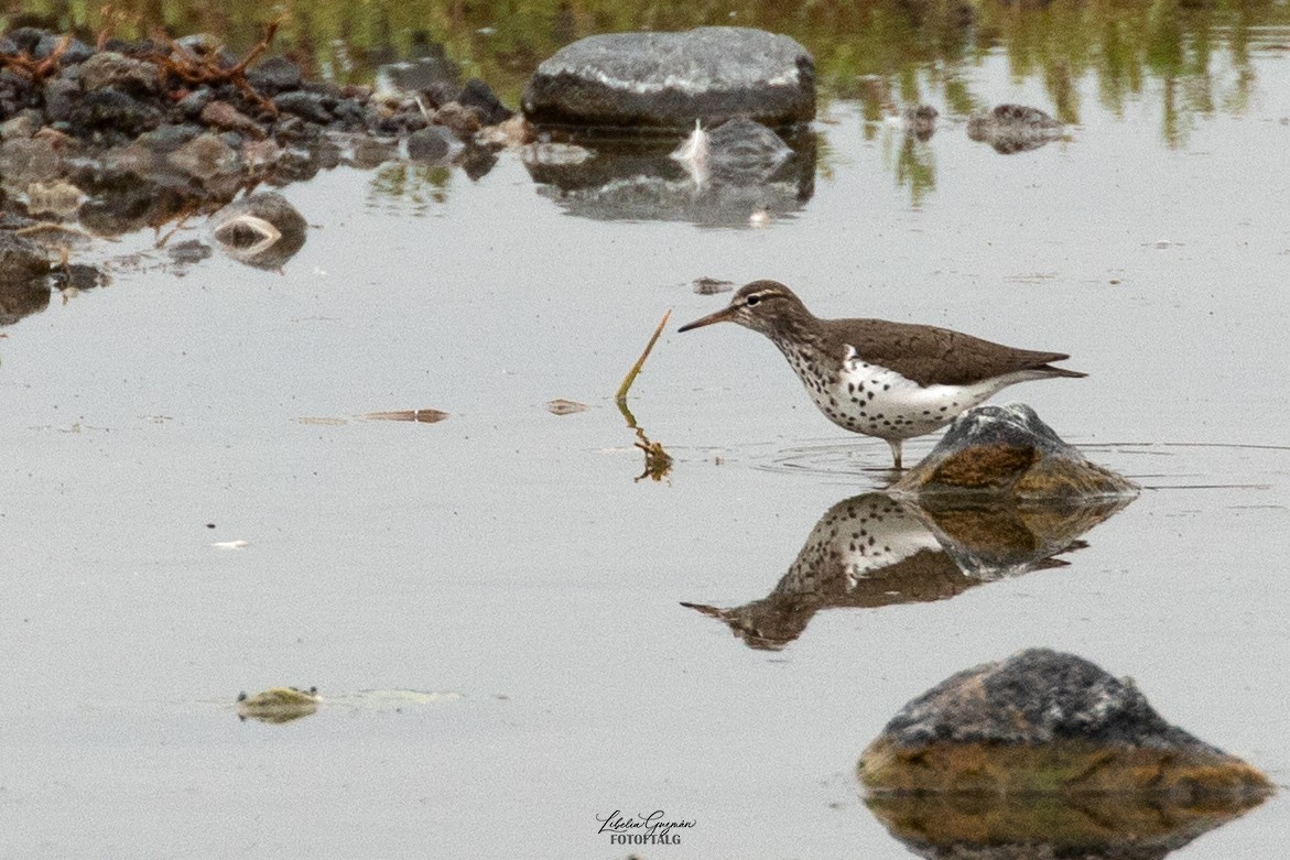 Spotted Sandpiper - ML636393579