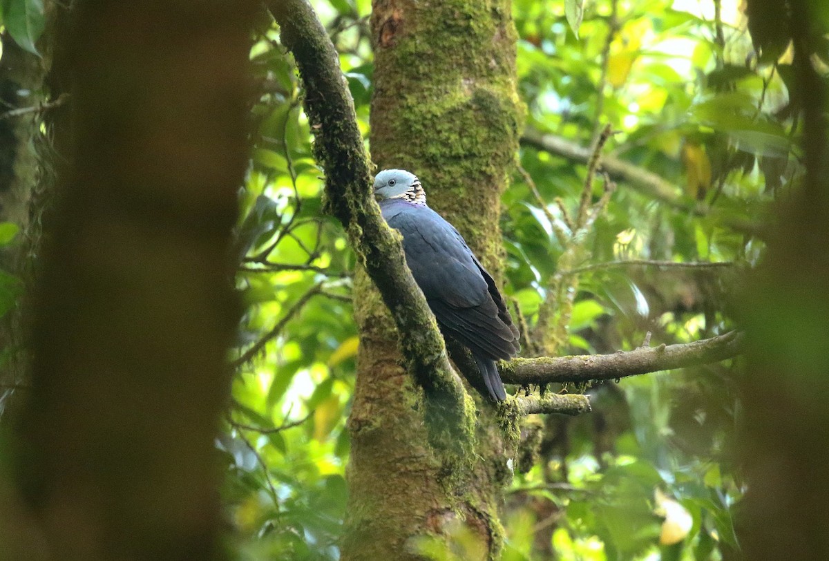 Ashy Wood-Pigeon - ML636393646