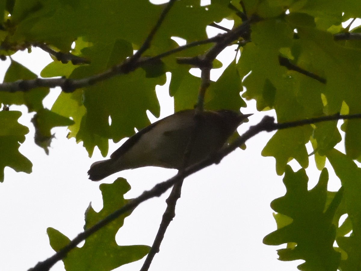 Bay-breasted Warbler - ML636393932