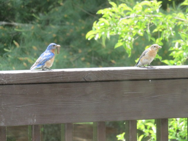 Eastern Bluebird - ML636394122