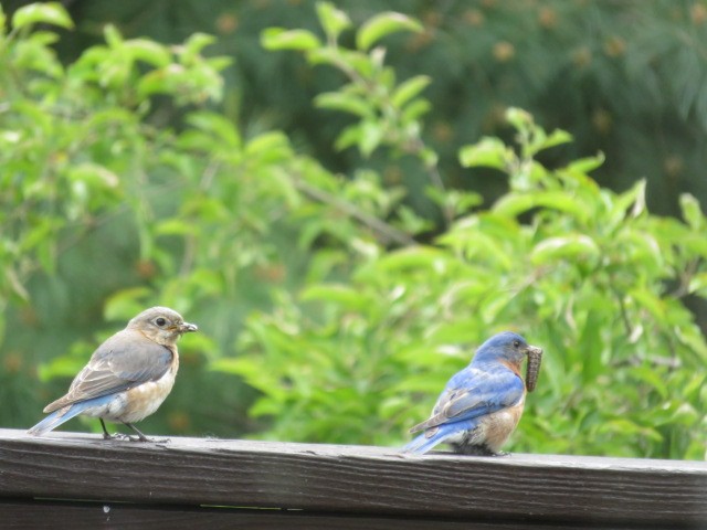 Eastern Bluebird - ML636394124