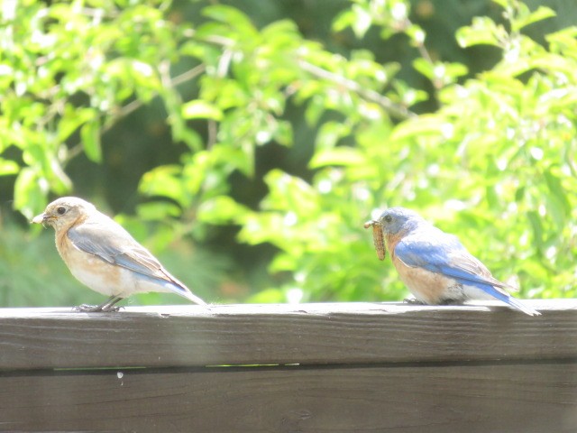 Eastern Bluebird - ML636394125