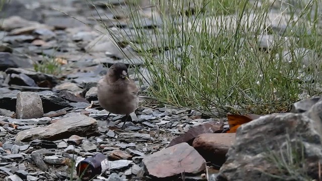 Black-headed Mountain Finch - ML636394167
