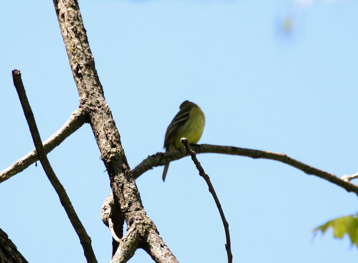 Yellow-bellied Flycatcher - ML636394171