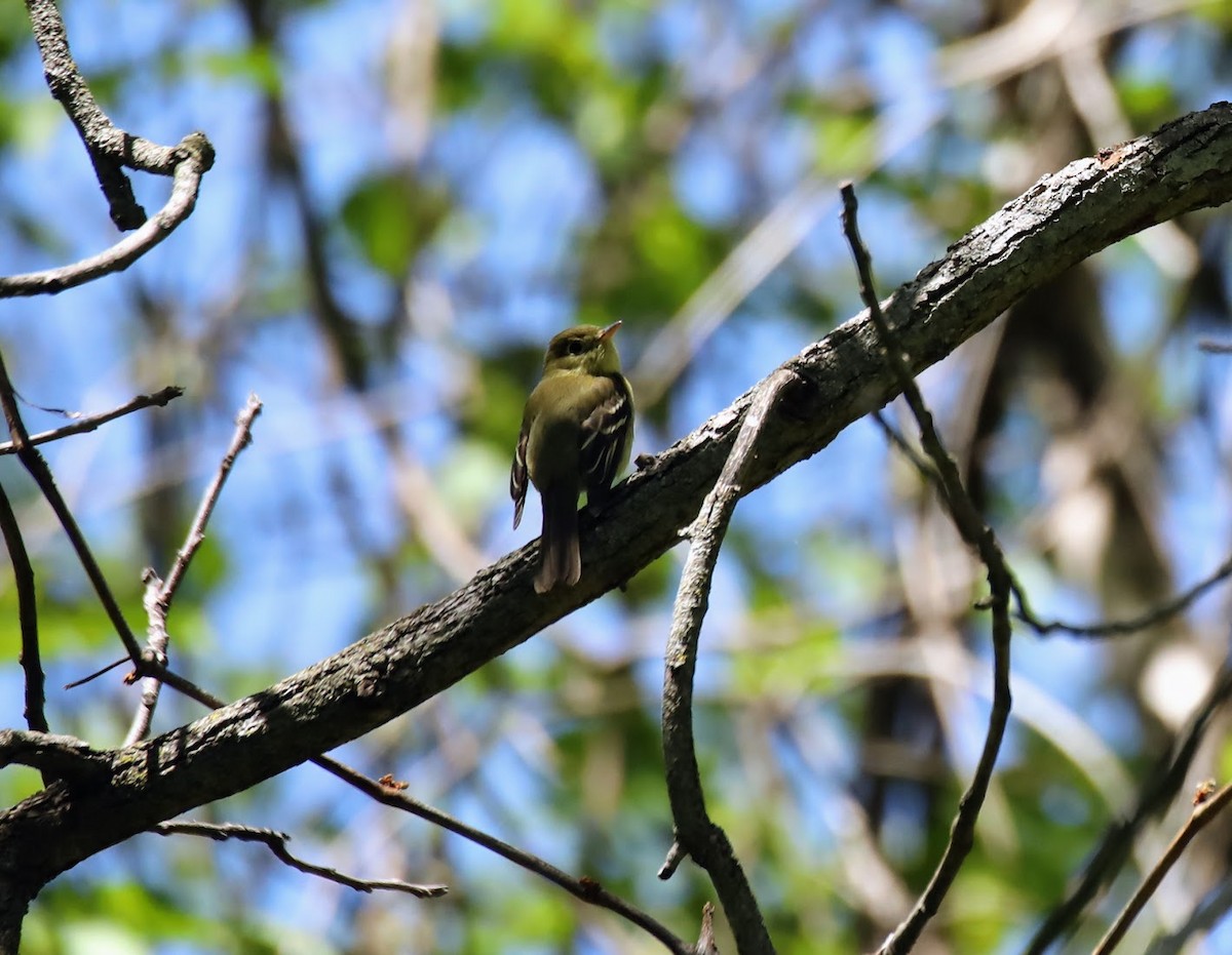 Yellow-bellied Flycatcher - ML636394172