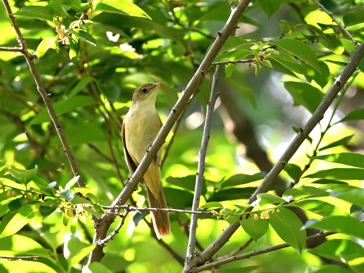 Thick-billed Warbler - ML636394212