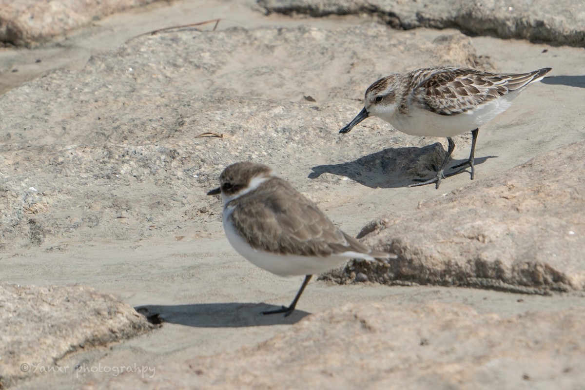 Spoon-billed Sandpiper - ML636394273