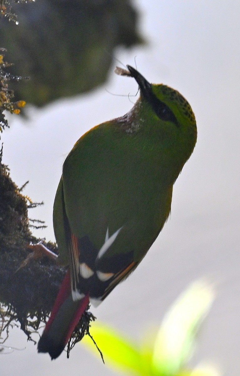 Fire-tailed Myzornis - ML636394274