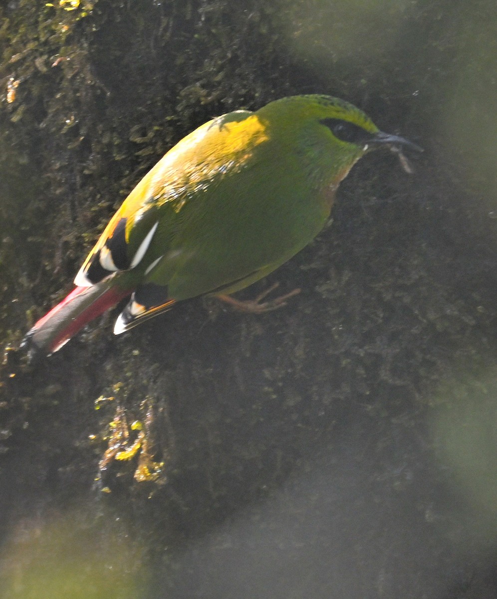 Fire-tailed Myzornis - ML636394275