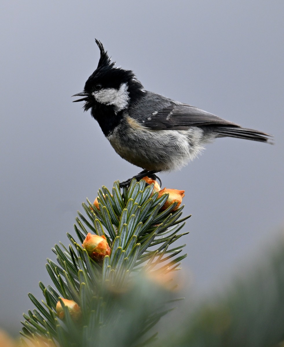 Coal Tit - ML636394310