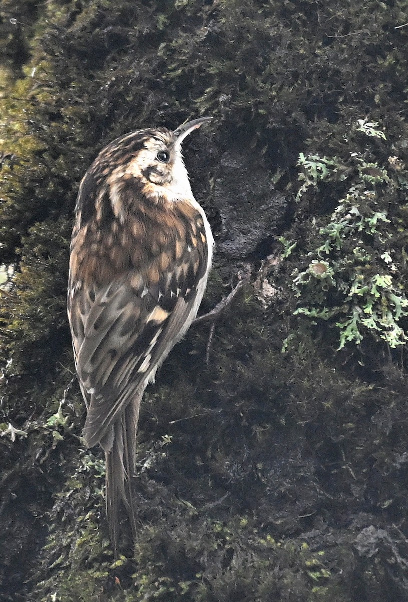 Hodgson's Treecreeper - ML636394320