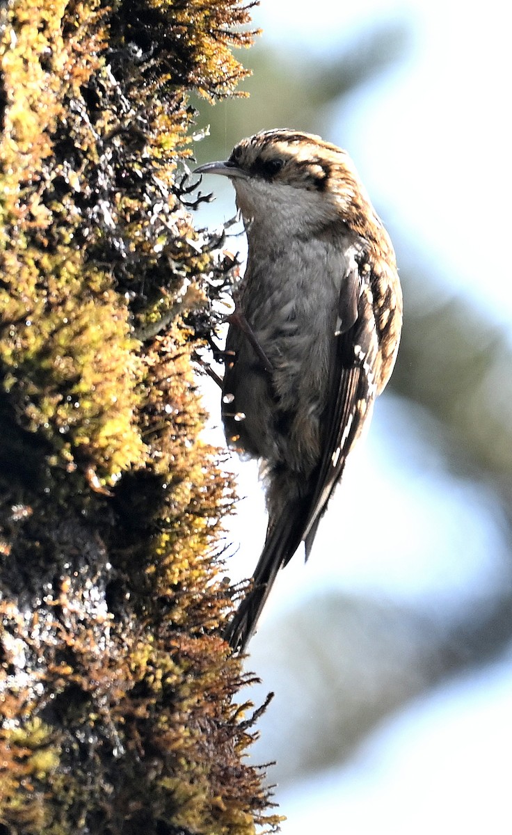 Hodgson's Treecreeper - ML636394321