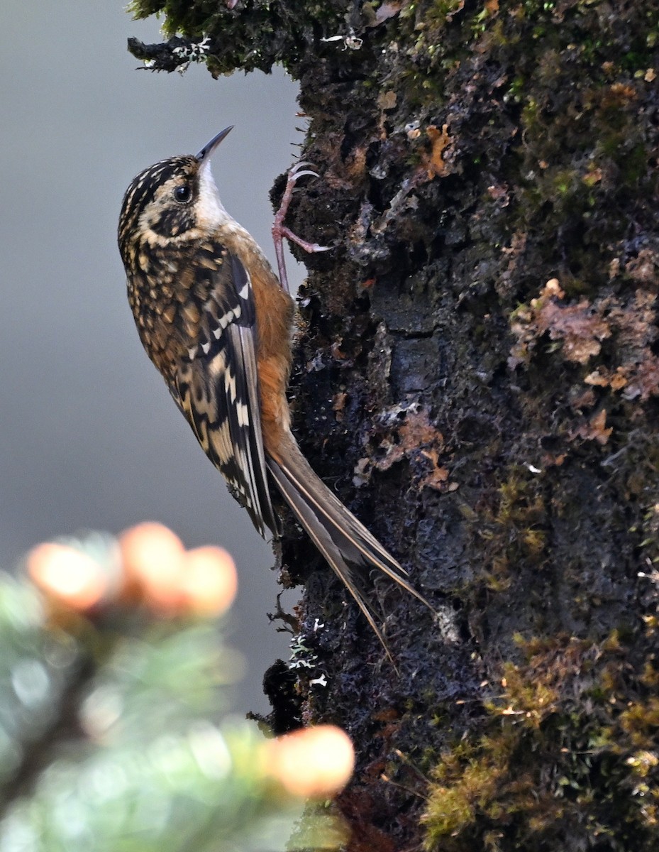 Rusty-flanked Treecreeper - ML636394332