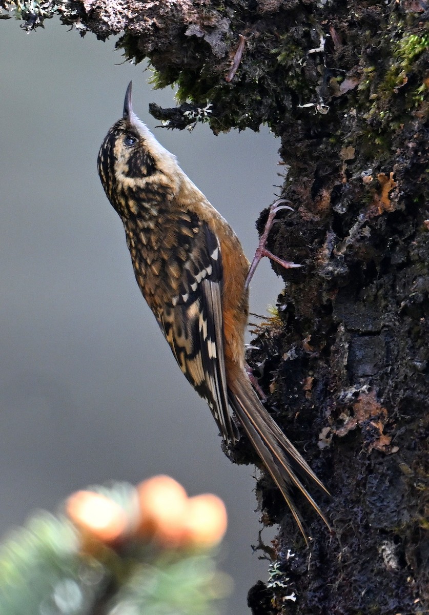 Rusty-flanked Treecreeper - ML636394333