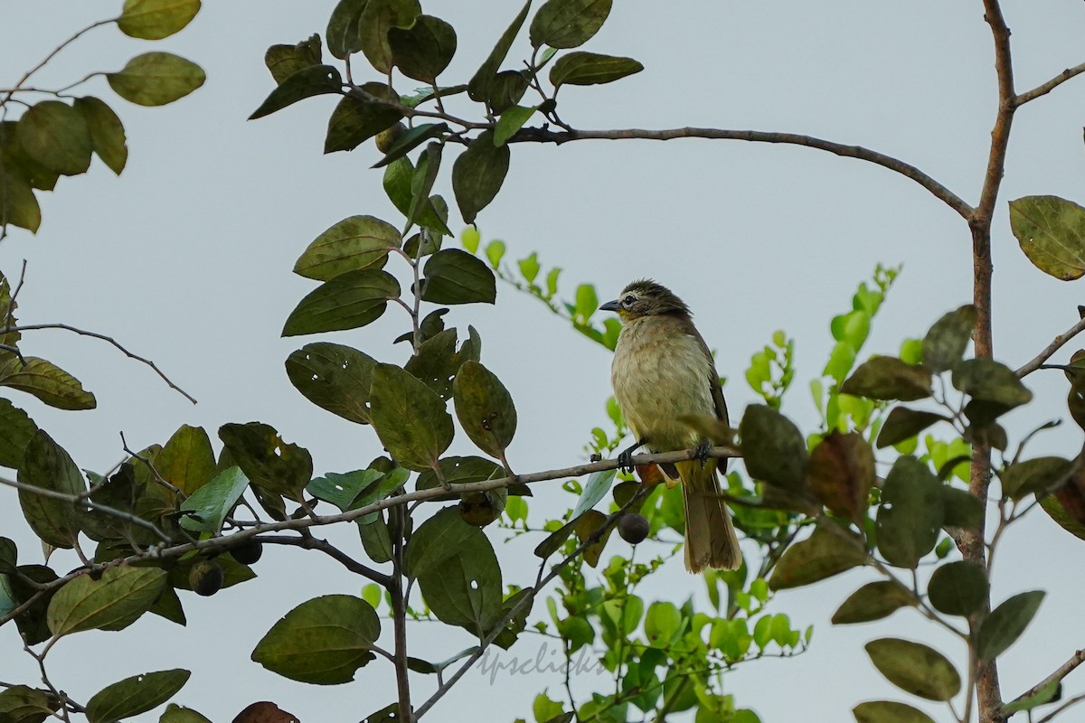 White-browed Bulbul - ML636394338