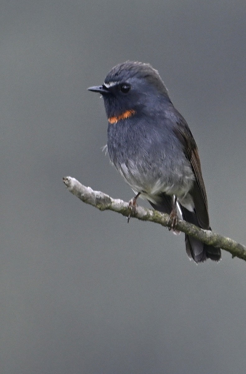 Rufous-gorgeted Flycatcher - ML636394346