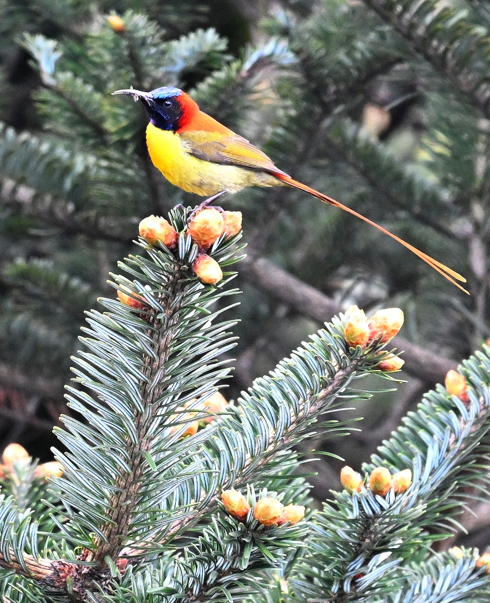 Fire-tailed Sunbird - ML636394360