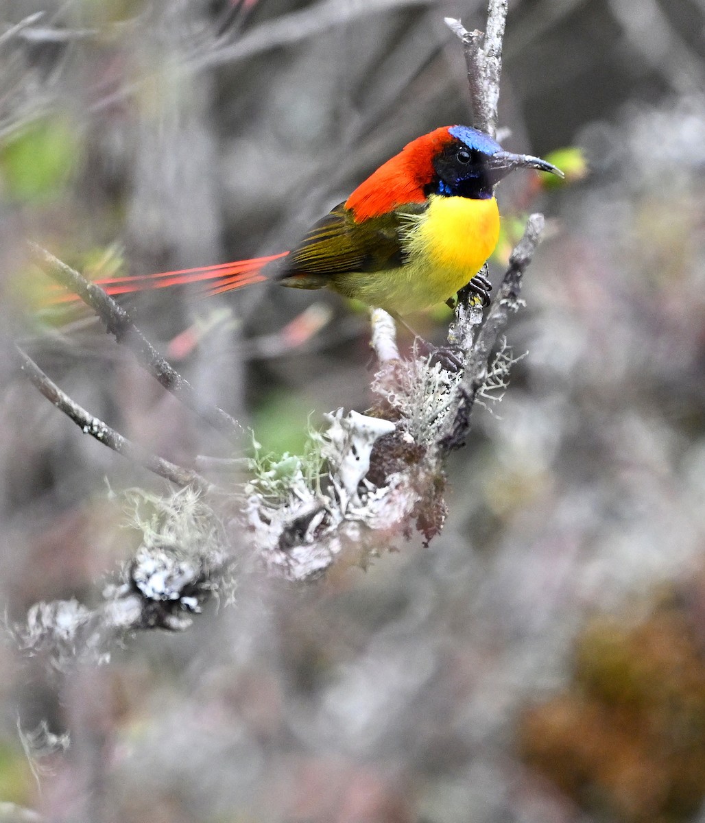 Fire-tailed Sunbird - ML636394361