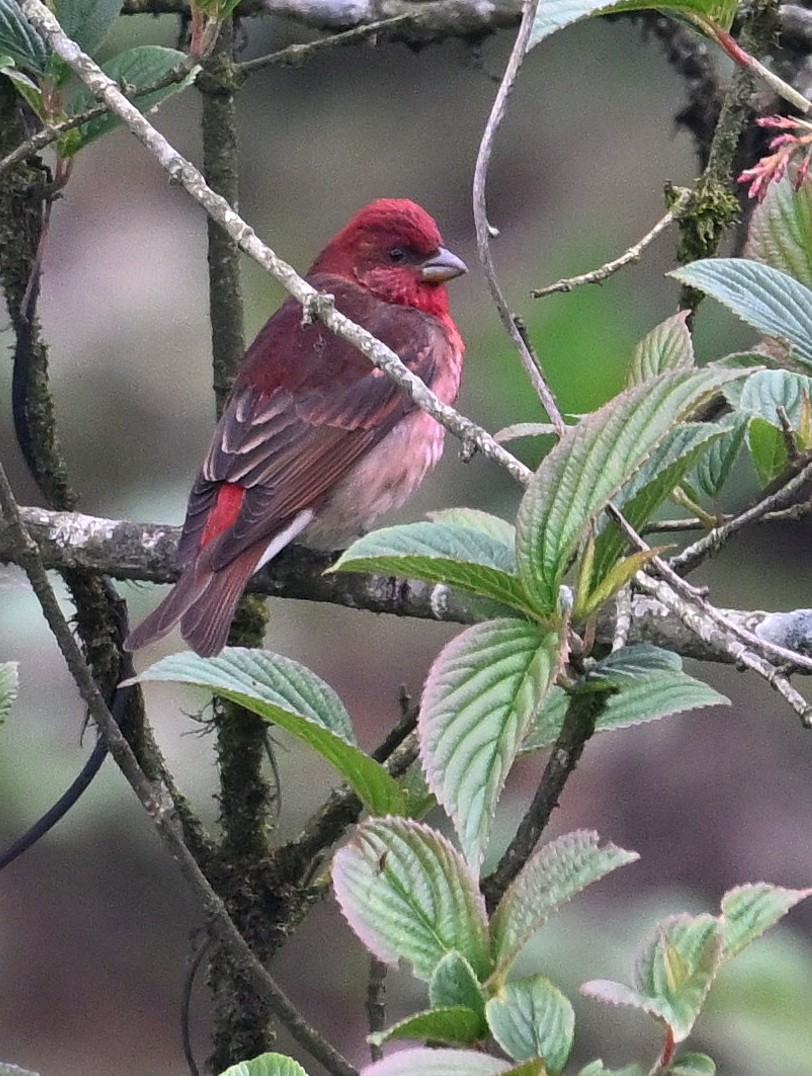 Common Rosefinch - ML636394370