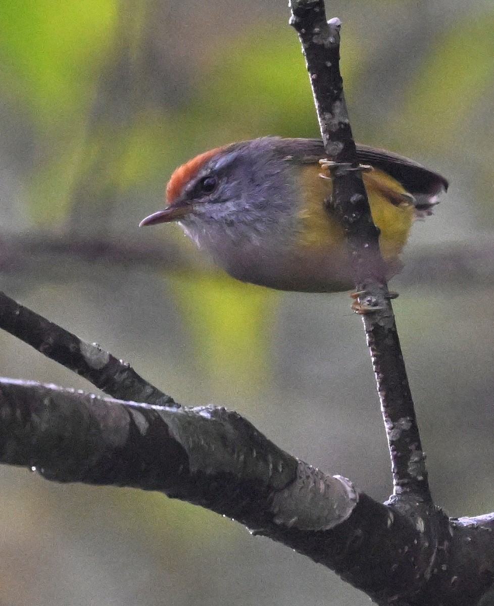 Broad-billed Warbler - ML636394422