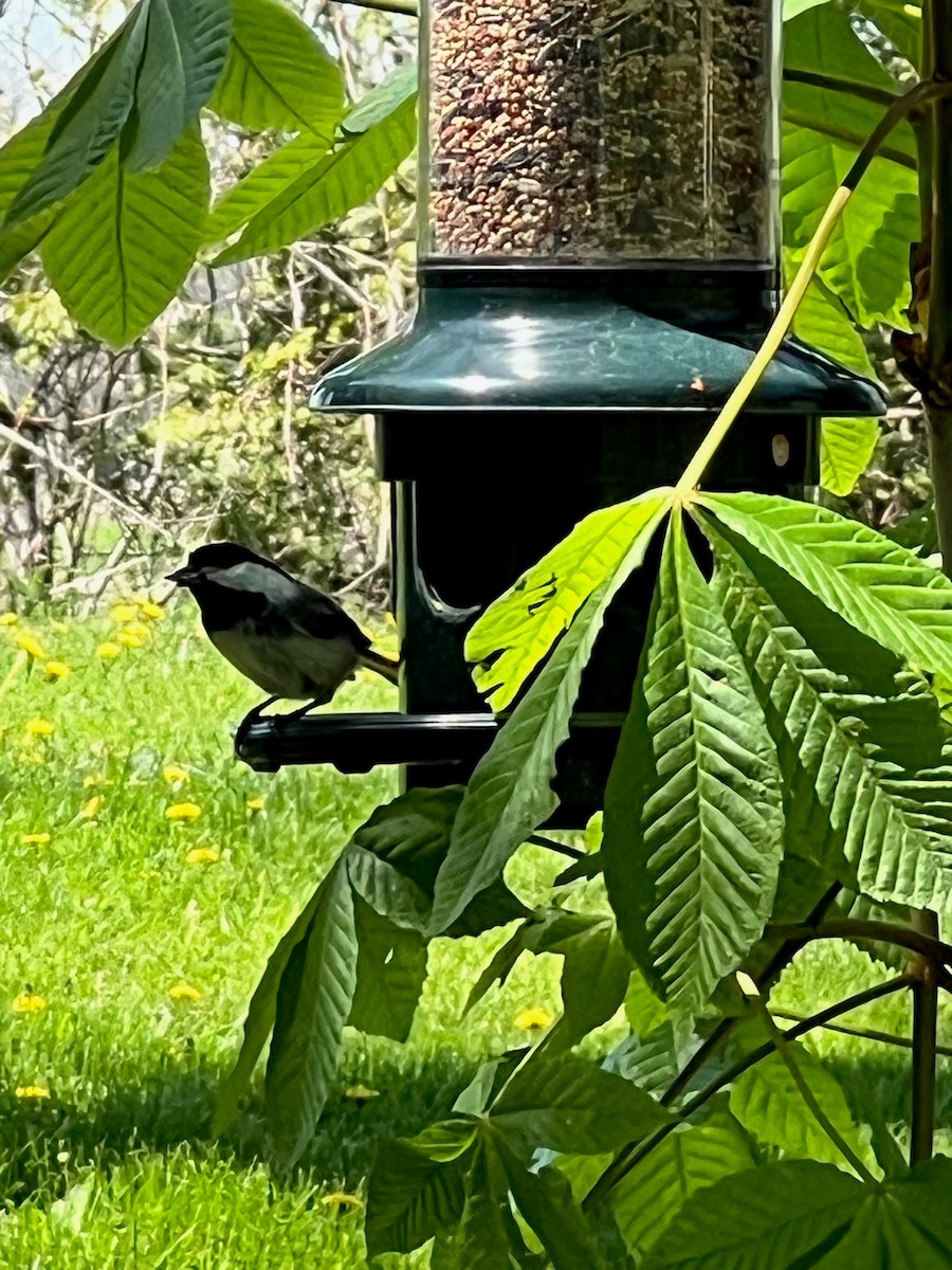 Black-capped Chickadee - ML636394425