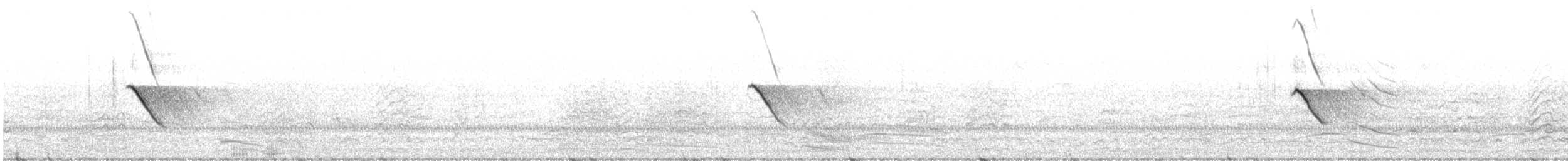 Musk Duck - ML636394583