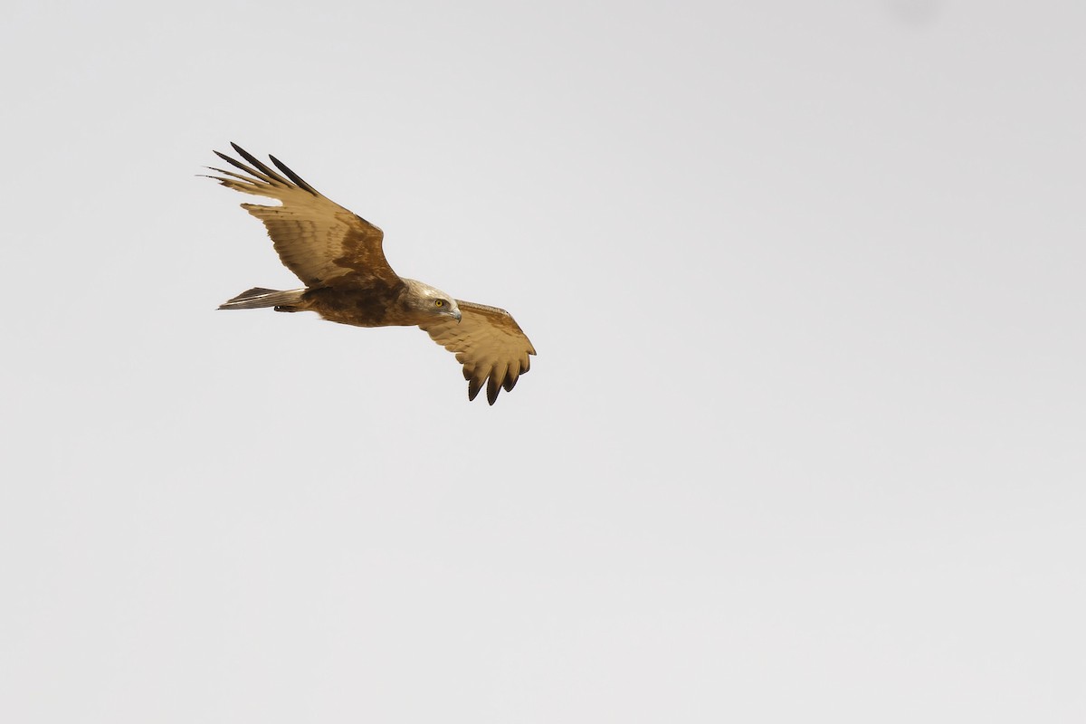 Beaudouin's Snake-Eagle - ML636394591