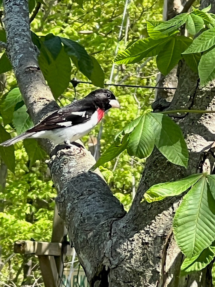 Rose-breasted Grosbeak - ML636394596