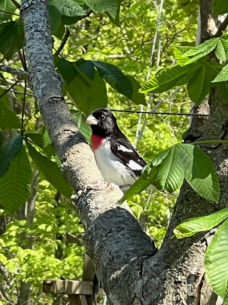 Rose-breasted Grosbeak - ML636394600