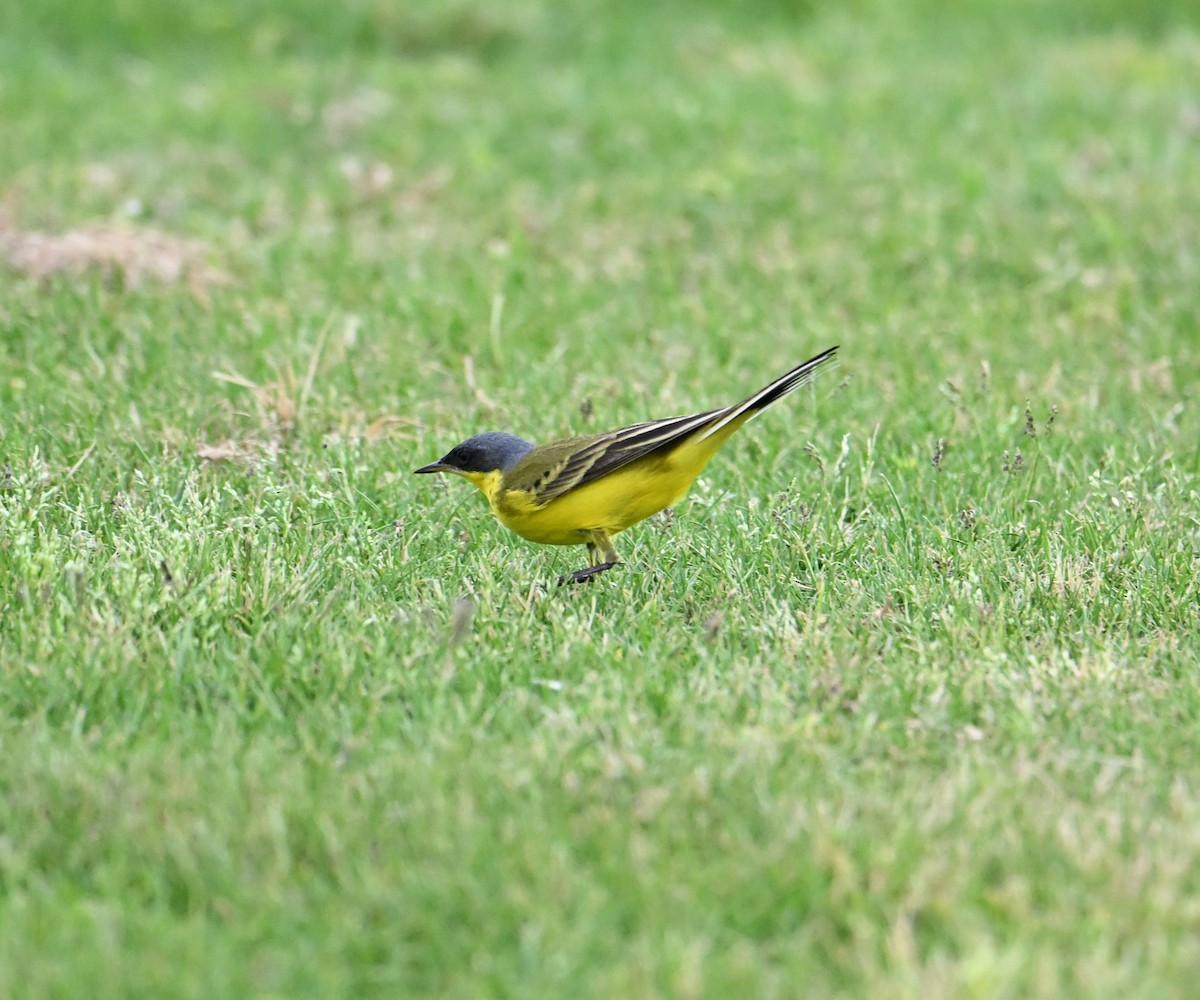 Western Yellow Wagtail (thunbergi) - ML636394623