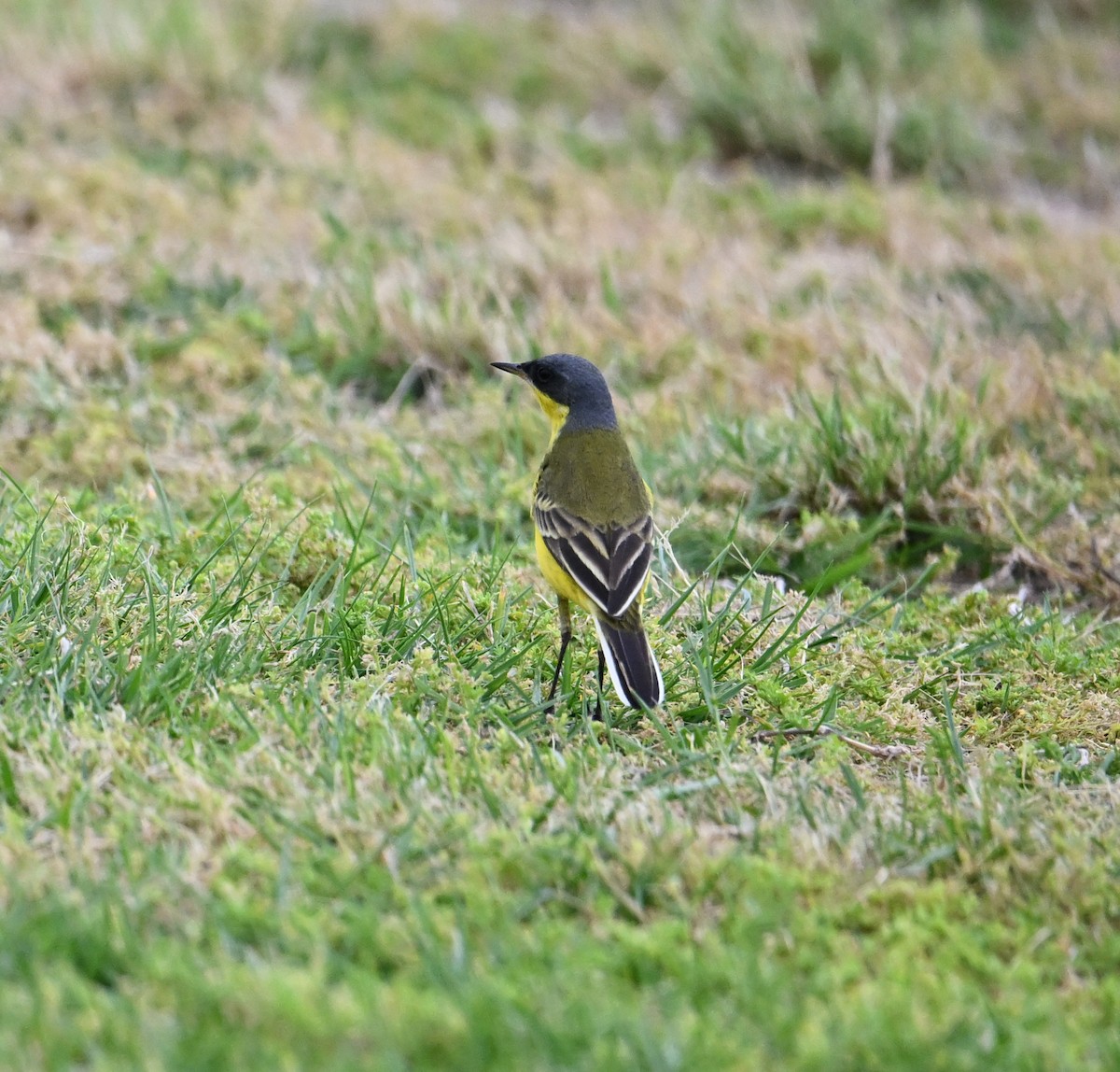 Western Yellow Wagtail (thunbergi) - ML636394626