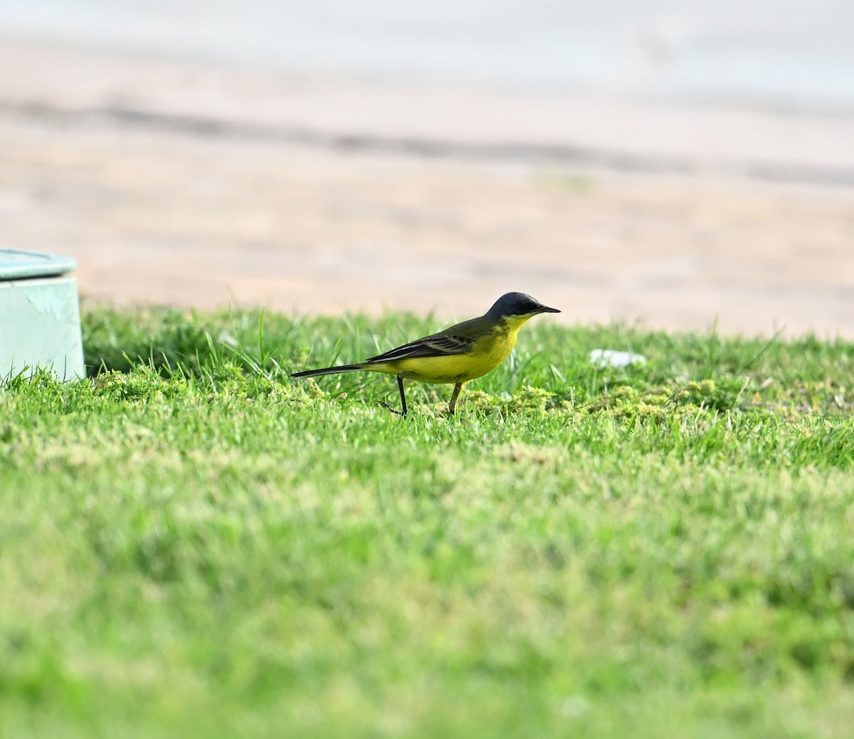 Western Yellow Wagtail (thunbergi) - ML636394627
