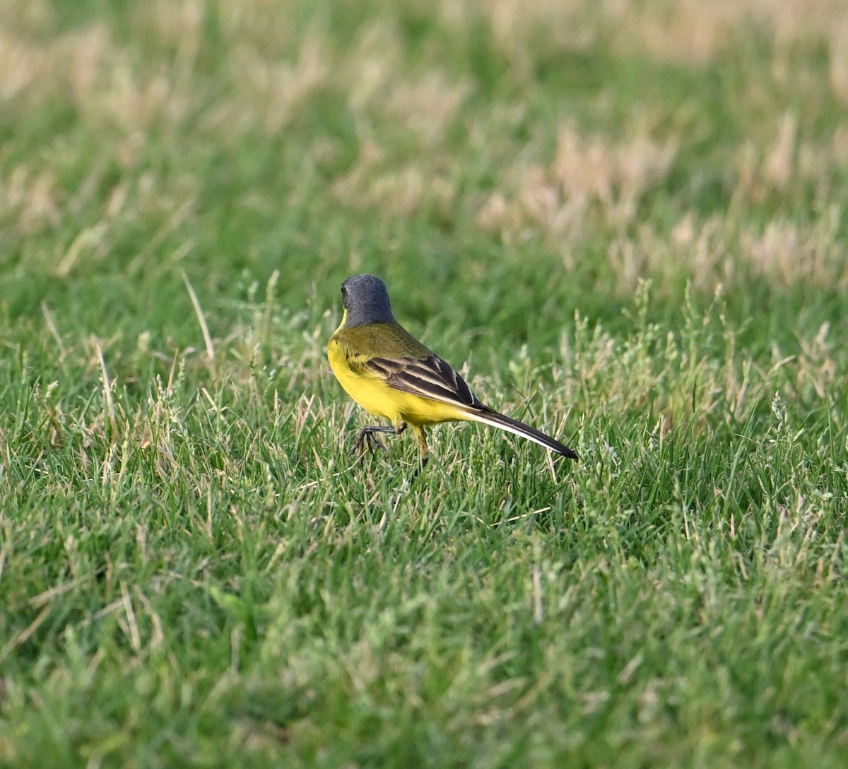 Western Yellow Wagtail (thunbergi) - ML636394633